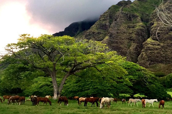 Kualoa Ranch: Novice E-Bike - How hard is the novice ride?