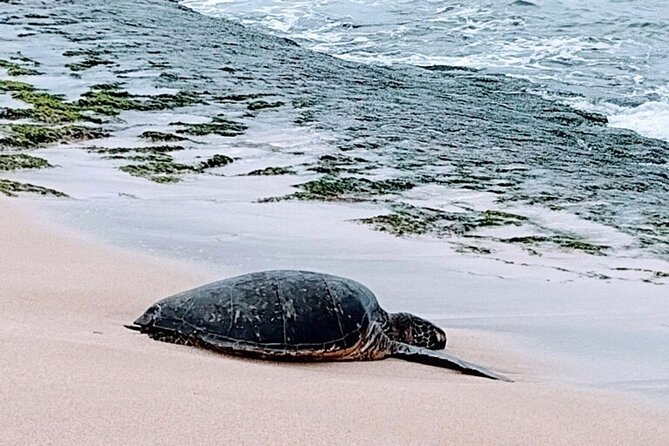 Luxury Oahu Island Tour, Private and Customizable (4 adults max) - A private Oahu day instead of a fixed bus route