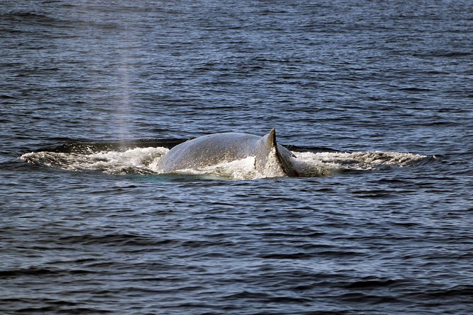 Luxury Snorkel Cruise, Local Buffet with Whale & Dolphin Watch - What $174 really buys you