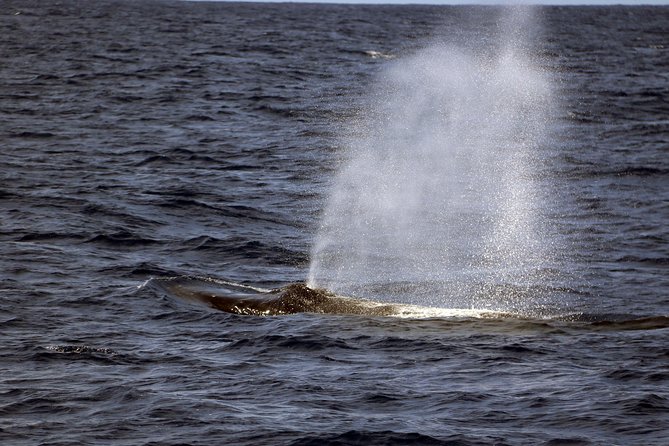 Luxury Snorkel Cruise, Local Buffet with Whale & Dolphin Watch - Who will get the most from this cruise