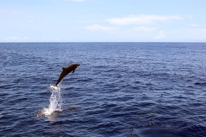 Luxury Snorkel Cruise, Local Buffet with Whale & Dolphin Watch - Practical details for a smoother day