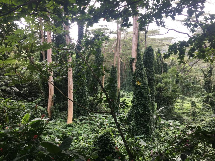 Manoa Falls eBike to Hike - From Waikiki beach to the foot of Manoa Valley