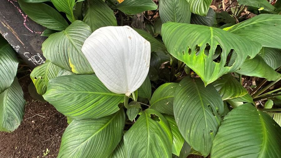 Manoa Falls eBike to Hike - Should you book the Manoa Falls eBike to Hike?
