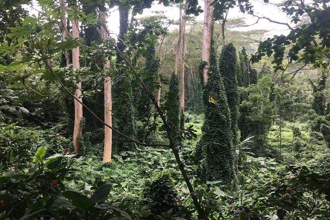 Manoa Falls-Electric Bike to Hike Experience Local meal included - Is $179 a fair price?