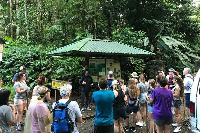 Manoa Falls Rainforest & Self-Guided Hike - What the trail feels like underfoot