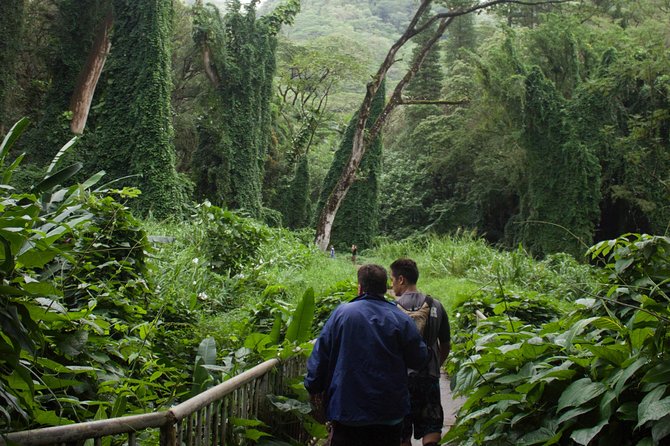 Manoa Falls Rainforest & Self-Guided Hike - Water, bugs, and rain are part of the deal