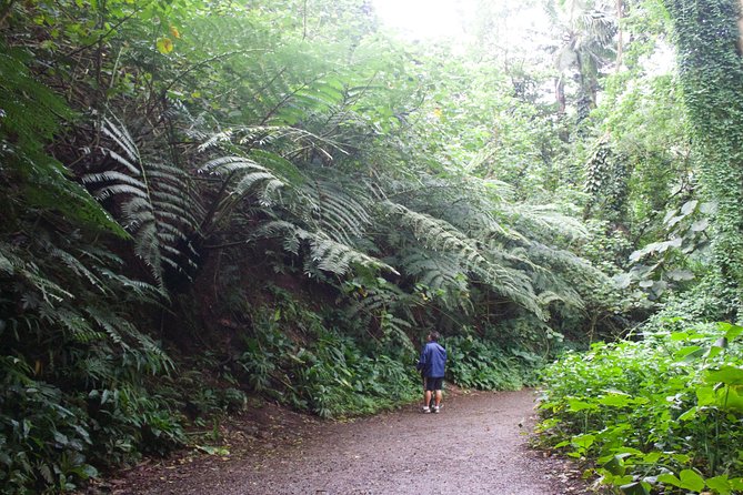 Manoa Falls Rainforest & Self-Guided Hike - What $52.99 buys you