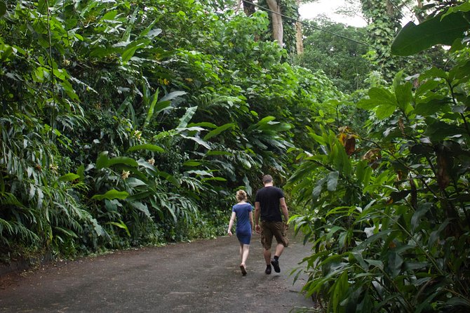 Manoa Falls Rainforest & Self-Guided Hike - How to get the best version of the morning