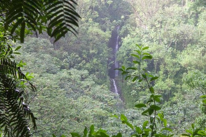 Manoa Falls Rainforest & Self-Guided Hike - Why the self-guided format works, and where it falls short