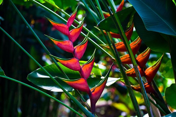 Manoa Waterfall Hike with Waikiki Pickup & Healthy Lunch - Lunch with a view at Tantalus Lookout