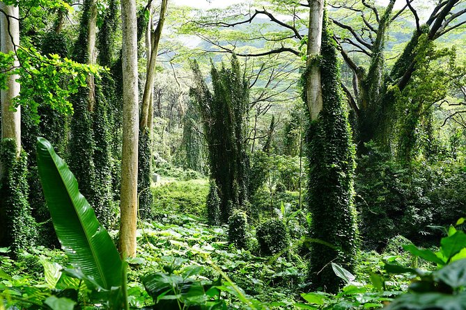 Manoa Waterfall Hike with Waikiki Pickup & Healthy Lunch - What the five-hour schedule is really worth
