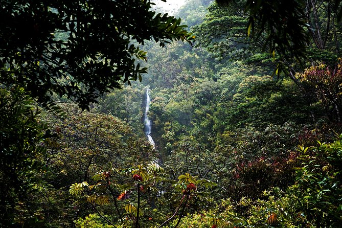 Manoa Waterfall Hike with Waikiki Pickup & Healthy Lunch - Booking details and cancellation terms