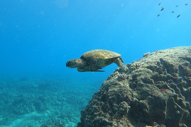 Marine Ecology Snorkel from Electric Beach Oahu with Photos - The animals you might see below the surface