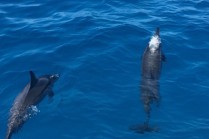 Moana’s VIP Waikiki Turtle Snorkeling Experience on Nalu - Who will enjoy Nalu most