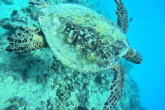 Moana’s Waikīkī Grand Guided Turtle Snorkel & Sailing Adventure - The return sail, Diamond Head views, and bar service