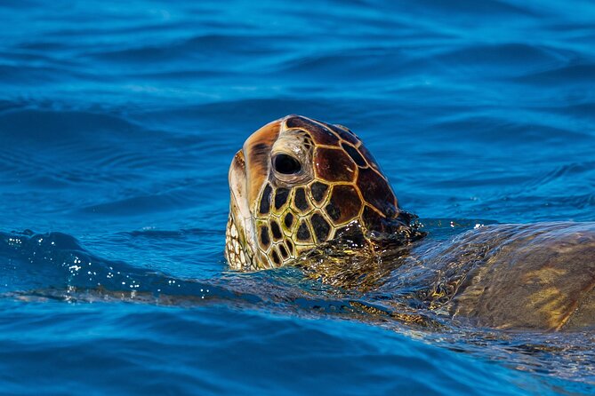Moana’s Waikīkī Grand Guided Turtle Snorkel & Sailing Adventure - Who should book this Waikīkī turtle snorkel?
