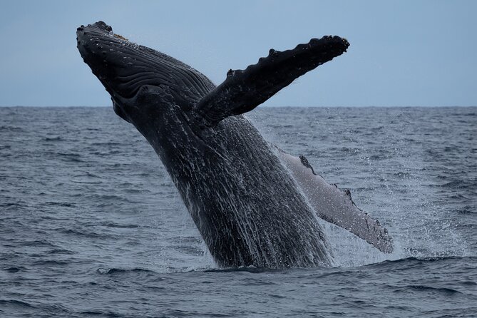 Moana’s Waikīkī Whale Watching Exploration - Key points to know before booking