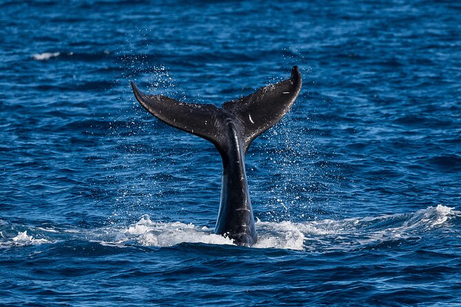 Moana’s Waikīkī Whale Watching Exploration - Diamond Head views set the scene