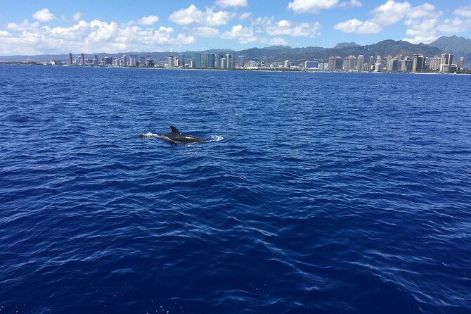 Moana’s Waikīkī Whale Watching Exploration - The crew makes a big difference