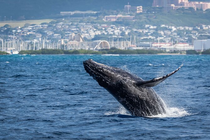 Moana’s Waikīkī Whale Watching Exploration - Motion sickness and mobility concerns