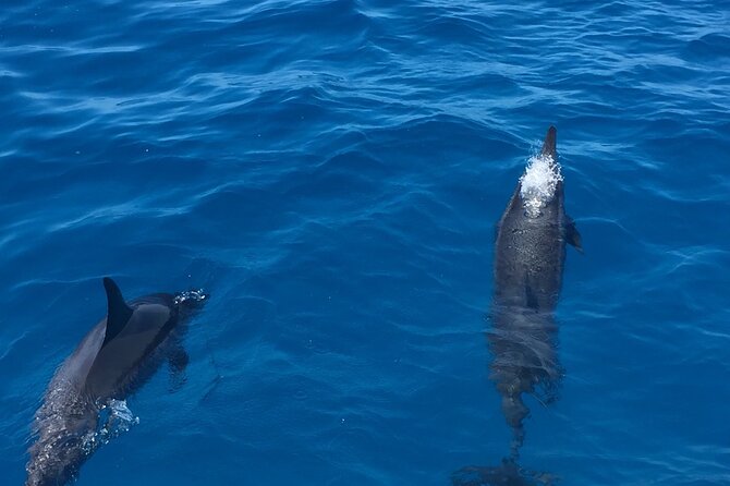 Moana’s Waikīkī Whale Watching Exploration - Is $154.99 a fair price?