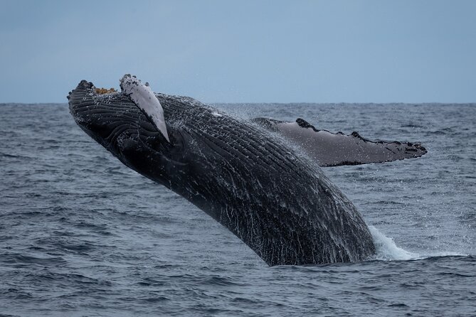 Moana’s Waikīkī Whale Watching Exploration - Searching for humpback whales in winter