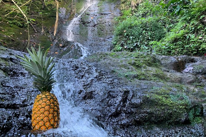 Nature Hike to Waterfall - Is $198 a fair price?