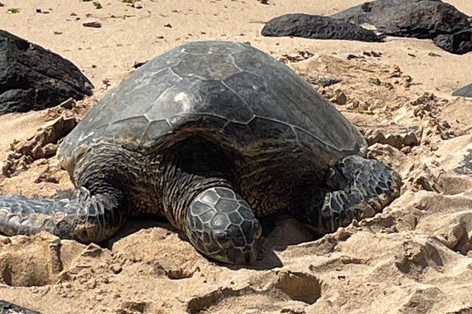 North Shore day,Waterfalls and Turtles Tour - Walking the 3/4-mile route at Waimea Valley