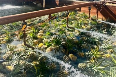North Shore Dole Pineapple Farm Tour