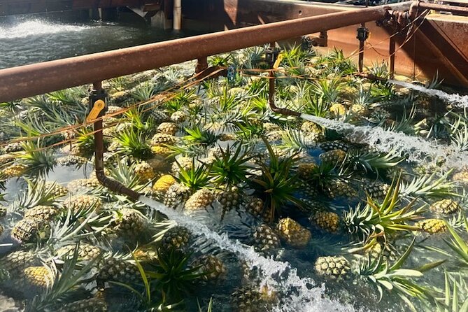 North Shore Dole Pineapple Farm Tour - A North Shore beach adds a quick surf-country pause