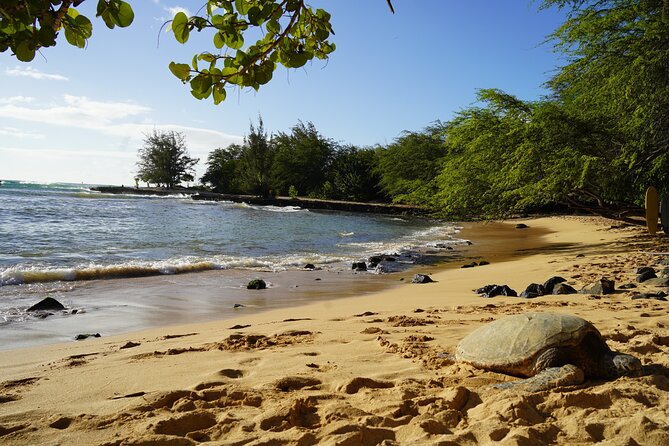 North Shore Surfing Lessons Oahu Hawaii - Private lessons and family groups