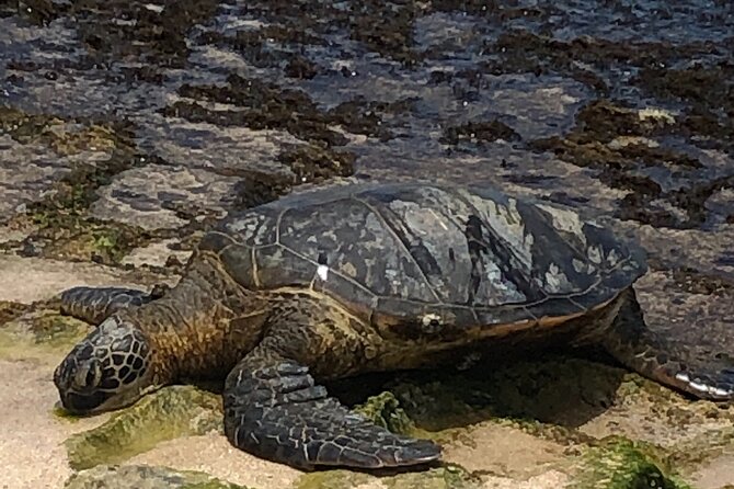 North Shore / Waimea, Falls Day & Swim with Turtles - Searching North Shore beaches for turtles and monk seals
