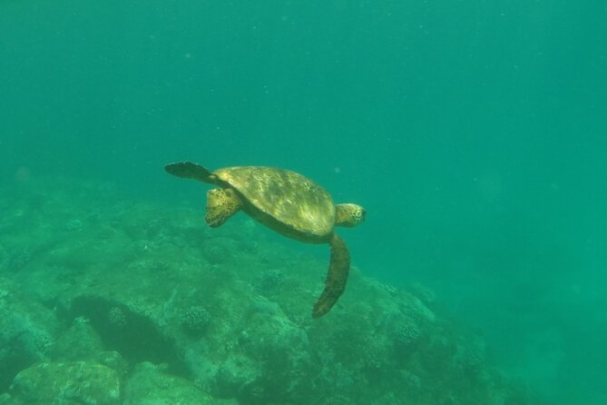 Northshore ocean adventure and circle islandJeep Tour- Guaranteed to see turtles - Nu‘uanu Pali and the windward view