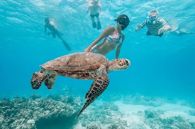 Oahu Allstar Circle Island Tour: Dole, Turtles, Blowhole, Fun - North Shore shrimp and roadside fruit