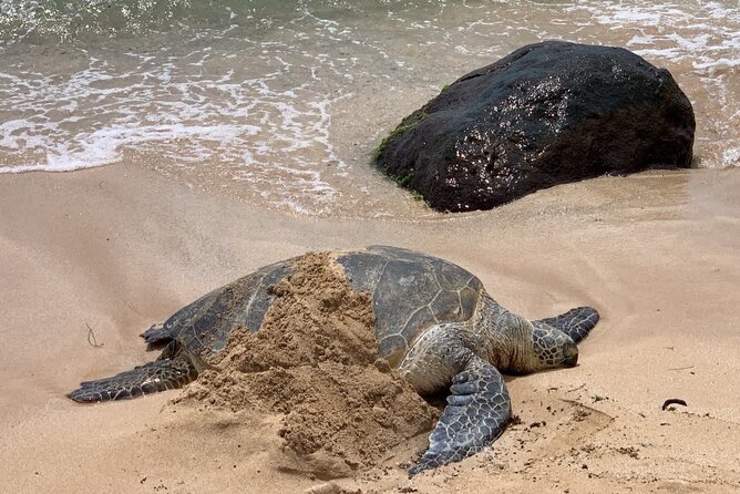 Oahu Allstar Circle Island Tour: Dole, Turtles, Blowhole, Fun - Waikiki pickup and Diamond Head views