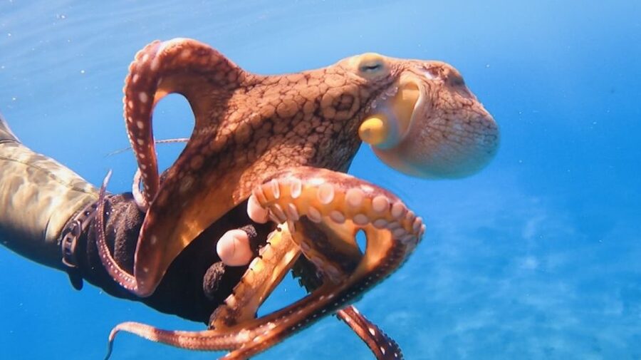 Oahu: Beginner SCUBA Dive at Electric Beach - Who Will Enjoy This Oahu SCUBA Experience