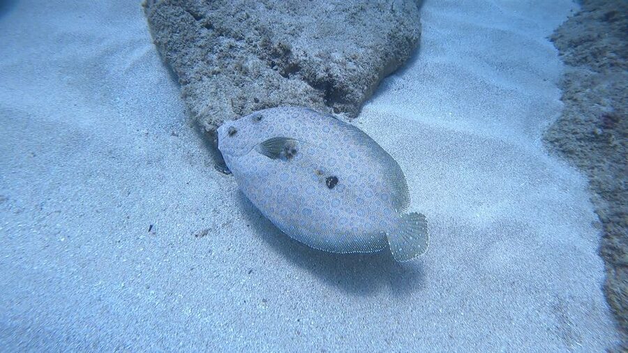 Oahu: Beginner SCUBA Dive at Electric Beach - One Hour Above the Reef at Electric Beach
