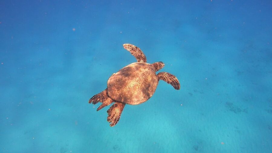 Oahu: Beginner SCUBA Dive at Electric Beach - Why the Small Group Matters