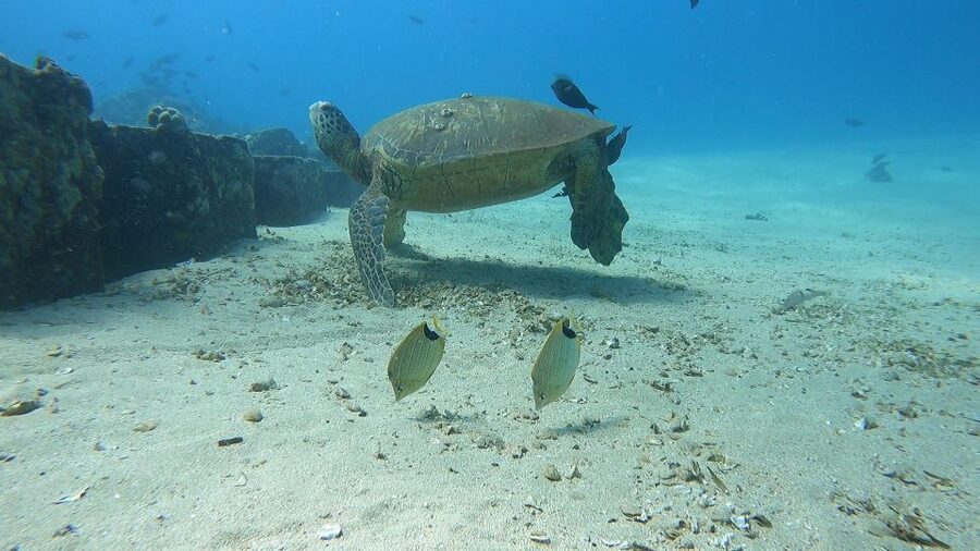 Oahu: Beginner SCUBA Dive at Electric Beach - Timing, Flexibility, and Cancellation