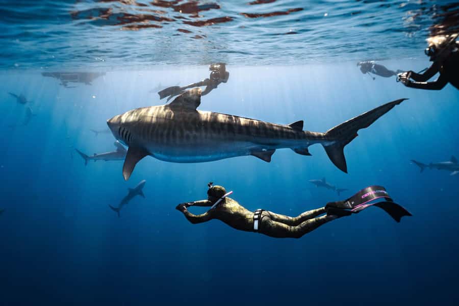 Oahu: Cageless Shark Dive Adventure - The sharks you may see off Oahu