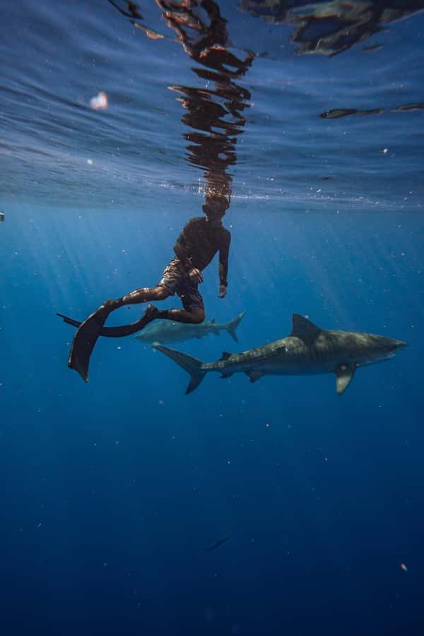 Oahu: Cageless Shark Dive Adventure - Why the small group makes a difference