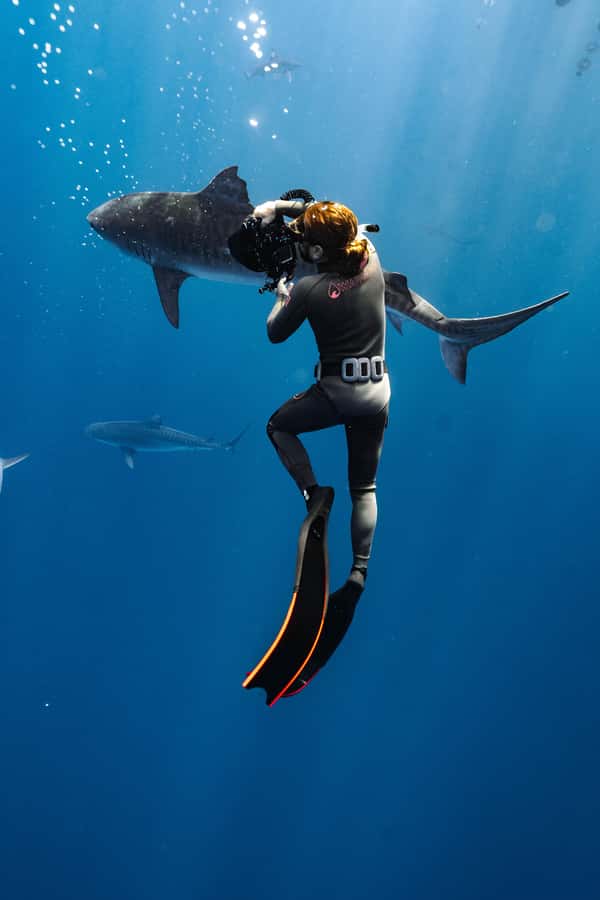 Oahu: Cageless Shark Dive Adventure - What to bring and what the $121 price covers