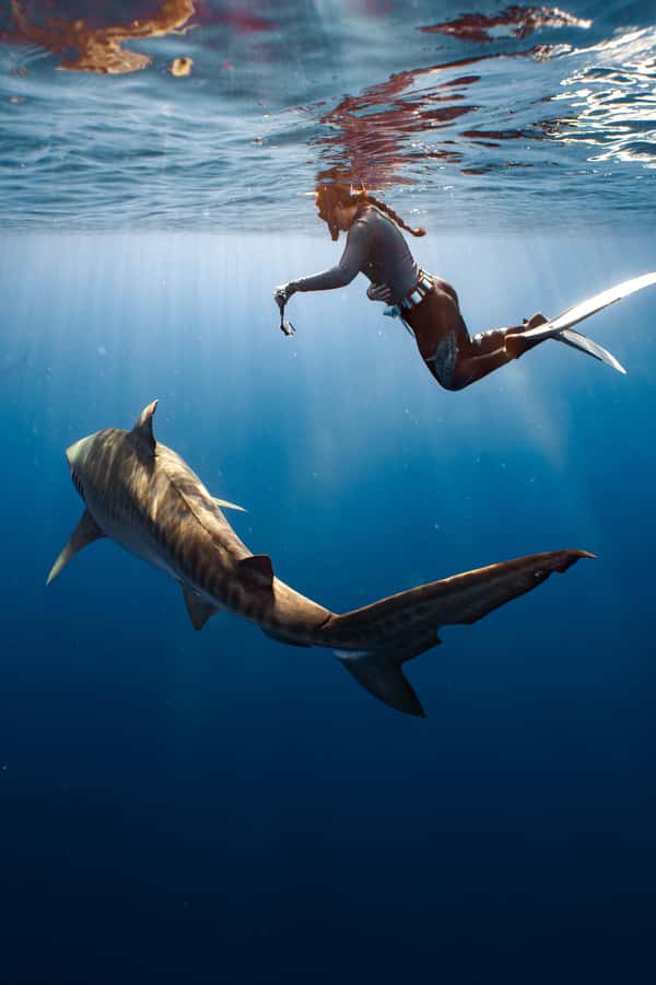 Oahu: Cageless Shark Dive Adventure - Is this a good first shark encounter?