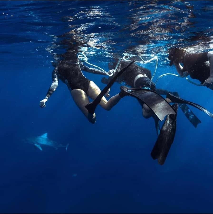 Oahu: Cageless Shark Dive Adventure - What the 45-minute water session feels like
