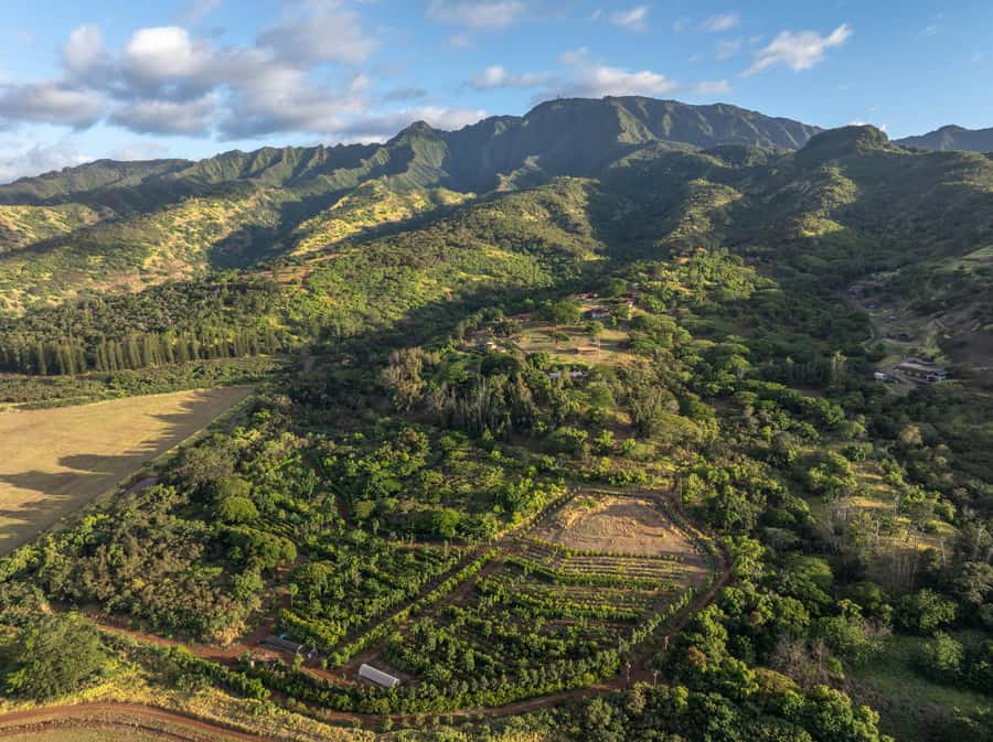 Oahu: Chocolate Farm Tour with Tasting - Kamananui Cacao - Why a cacao orchard is a better chocolate lesson