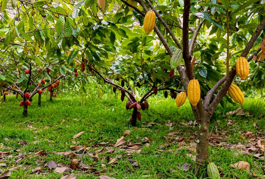 Oahu: Chocolate Farm Tour with Tasting - Kamananui Cacao - What you learn among the cacao trees