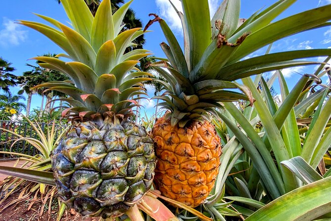 Oahu Circle Island Small Group Tour - Macadamia nuts, Kualoa views, and Chinaman’s Hat
