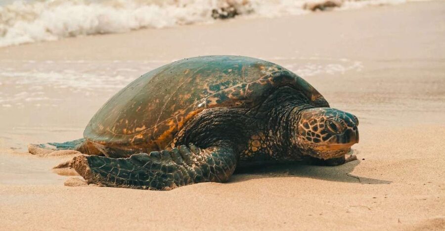 Oahu Circle Island Tour - Best Spots & Beaches - A fast, friendly way to see the whole island