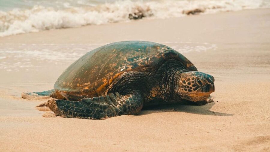 Oahu Circle Island Tour - Best Spots & Beaches - Blowholes, coves, and powerful south-shore surf
