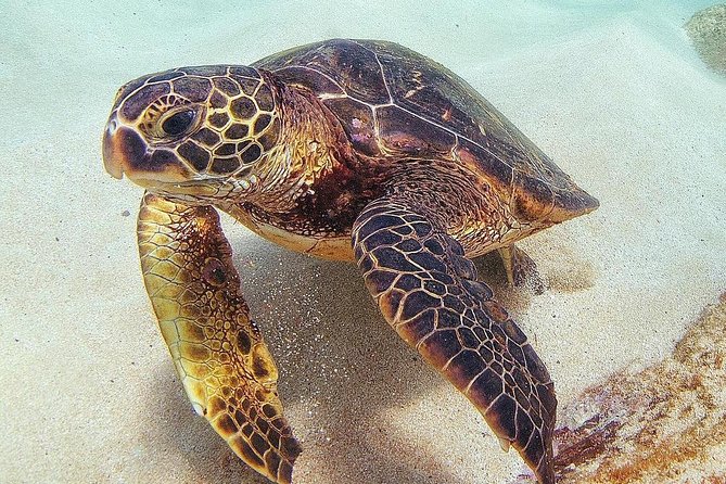 Oahu Circle Island Tour with Turtle Snorkeling— Small-Groups - North Shore food and farm life